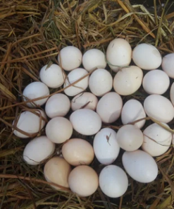 Fertile Hatching Eggs